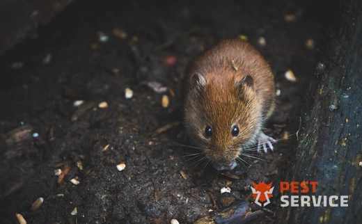 Дератизация в Щёлково